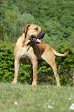 BOERBULL 086